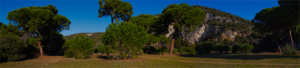 Alberese pineta vicino alle Grotte